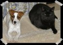 Jack and cat
